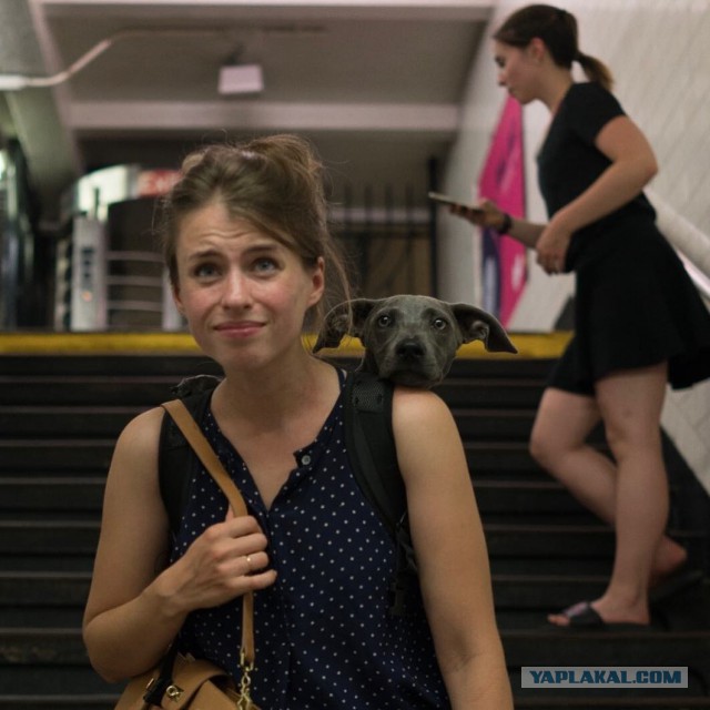 Нью-Йоркское метро запретило возить собак, если они не помещаются в сумки.