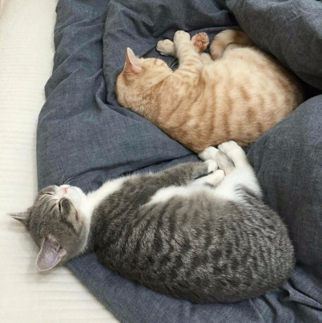 Коты и Кошки