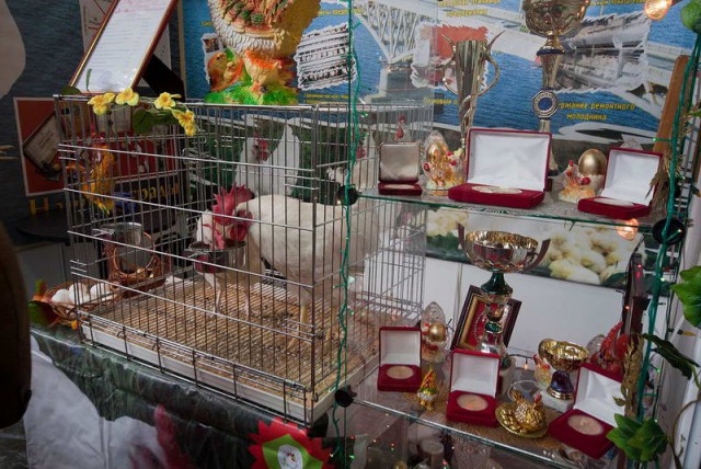 Живность из сети