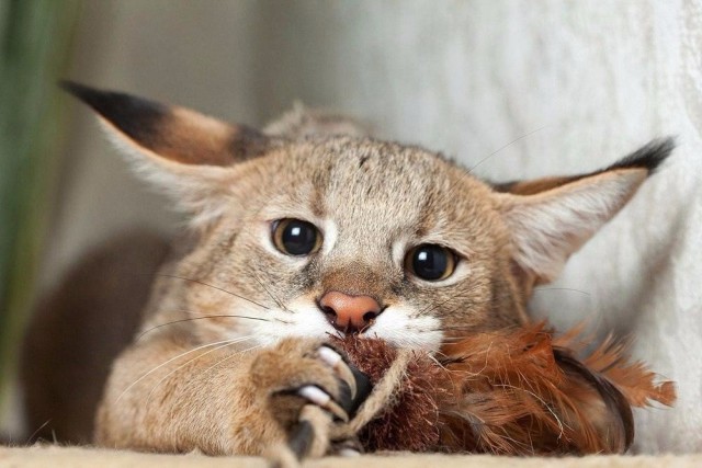 Коты и Кошки