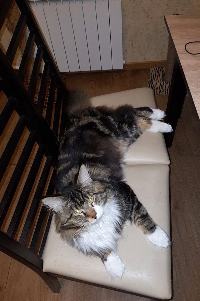 Котовторник 31.10.2017