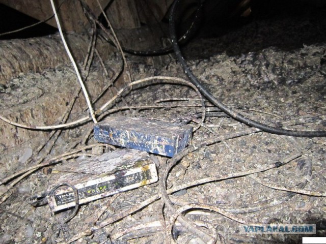 Кошкам вернут доступ в подвалы жилых домов