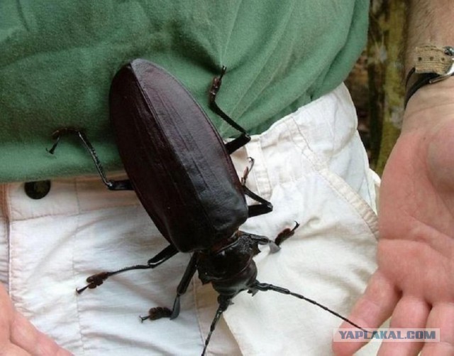 Самые большие насекомые в мире.