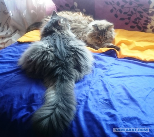 Котовторник 27.03.2018