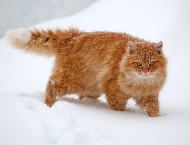 Фотобомбы котов