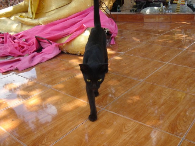 Котовторник на ЯПе (11.03.08)
