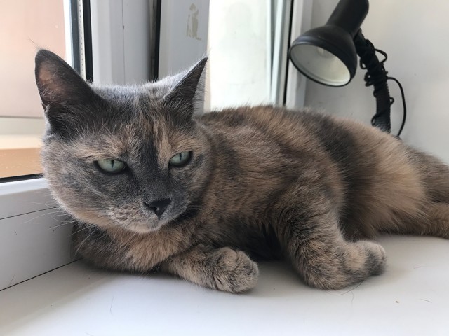 Котовторник  31.07.2018