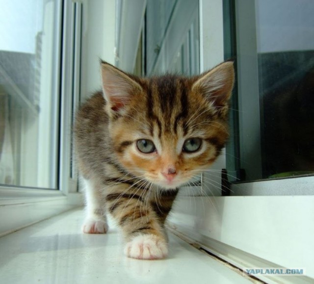 Котовторник (02.06.2009)