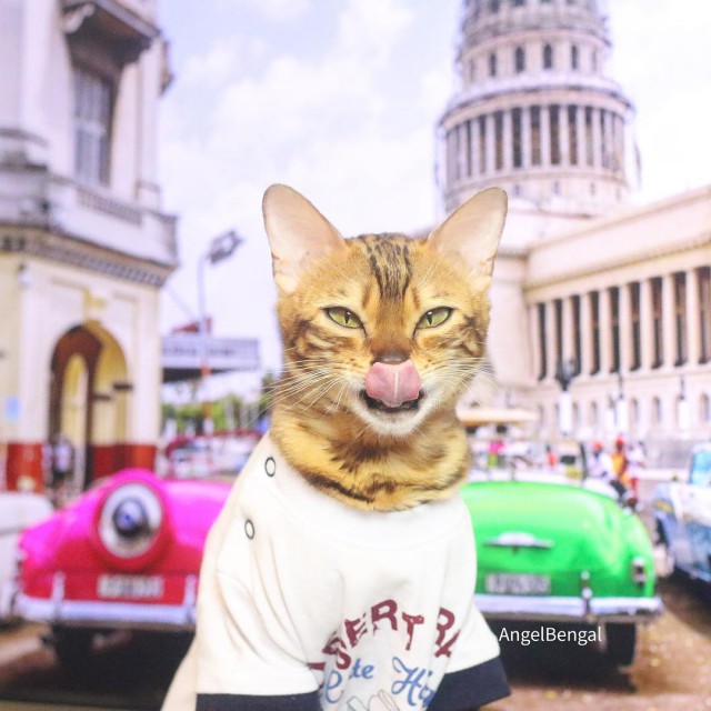 Прикольных котов пост