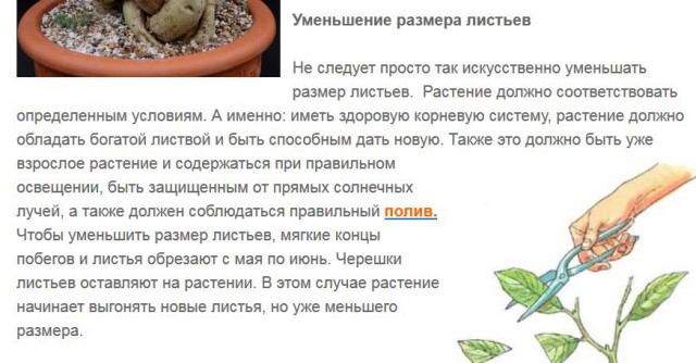 Бансай. Выставка. Кокуфутен, 2018 год