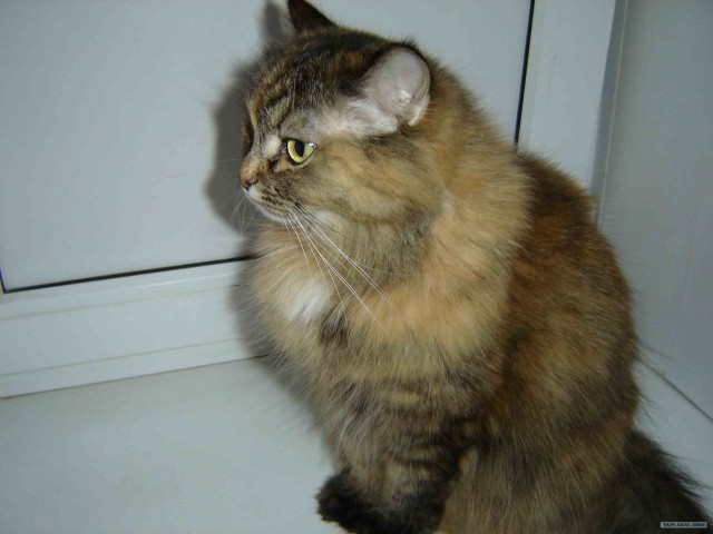 Котовторник: коты и... почти мыши