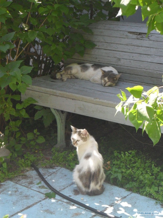 Первый котовторник июля