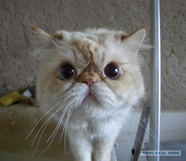 Котовторник! 11.10.11