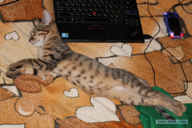 Котовторник 17 января