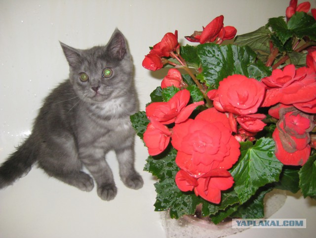 Котовторник 25.12.2018