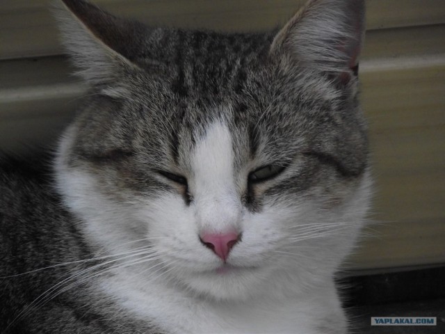 Котовторник 27.03.2012