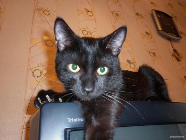 Котовторник 24.04.2012