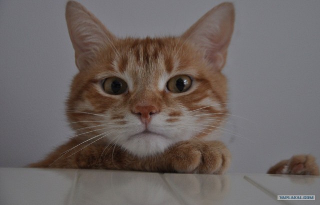 Котовторник 31.07.2012 г.
