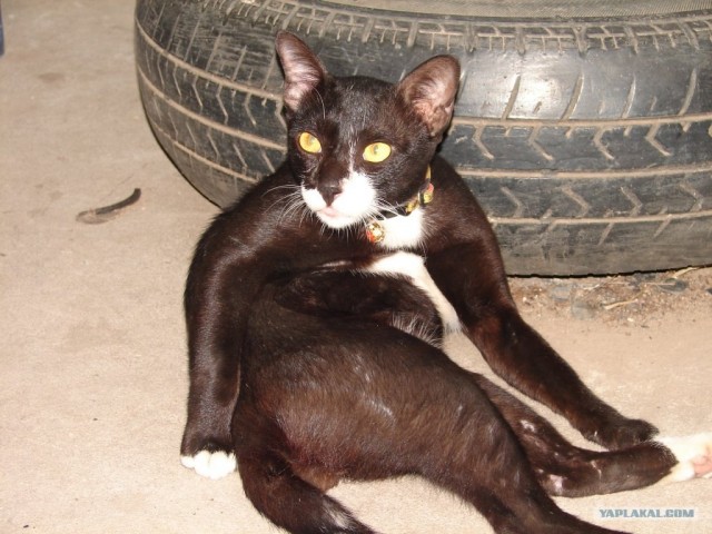 Котовторник  14.08.2012.
