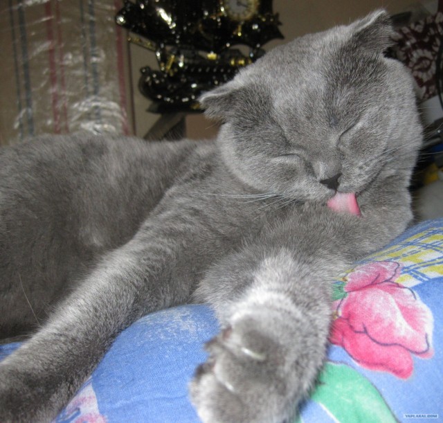 Котовторник  28.08.12