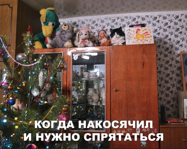 Забавные фото котеек