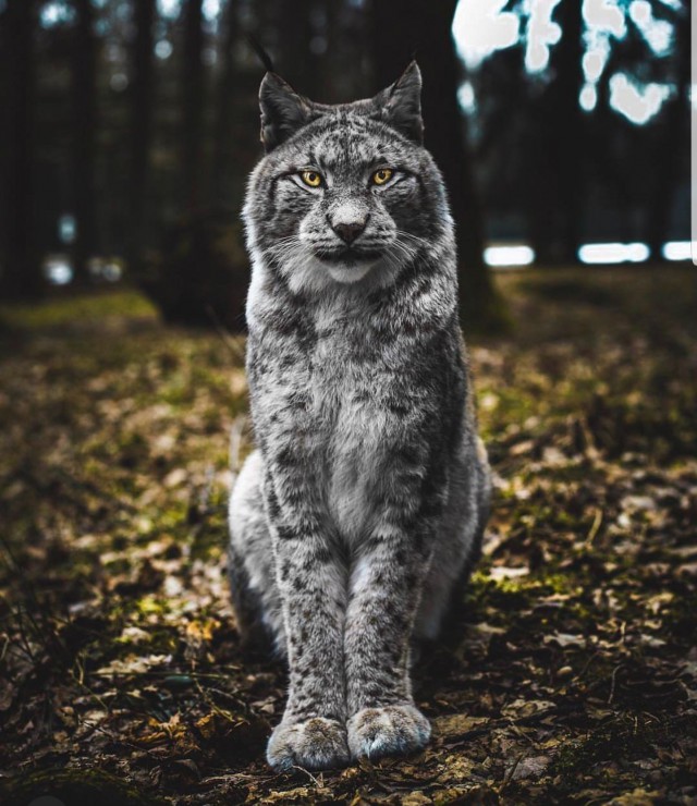Дикий котовторник