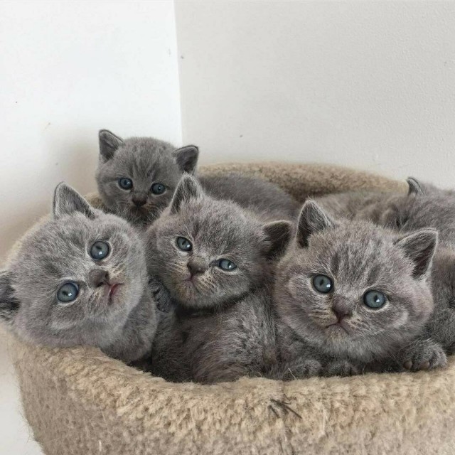 Забавные фото котеек
