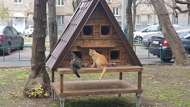 Забавные фото котеек
