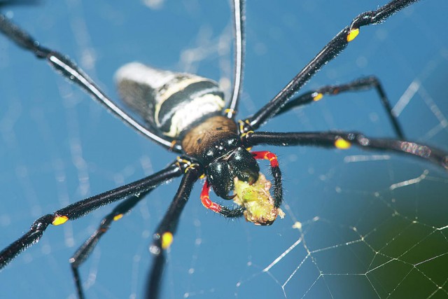 В Австралии огромный паук заблокировал вход во двор