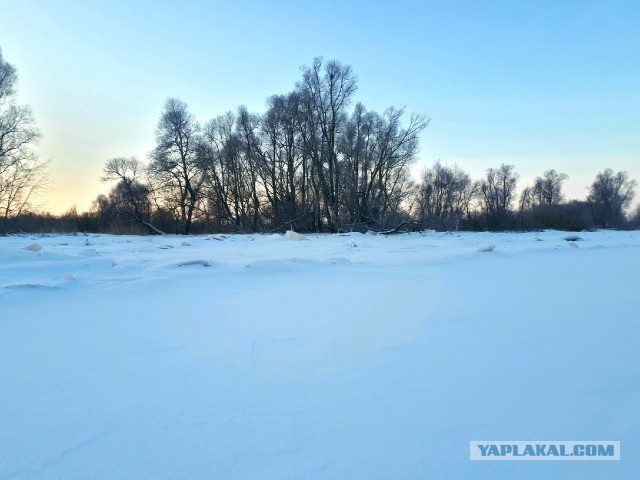 Жаренный берш с медово-огуречным соусом.