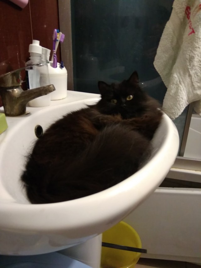 Котофеев пост
