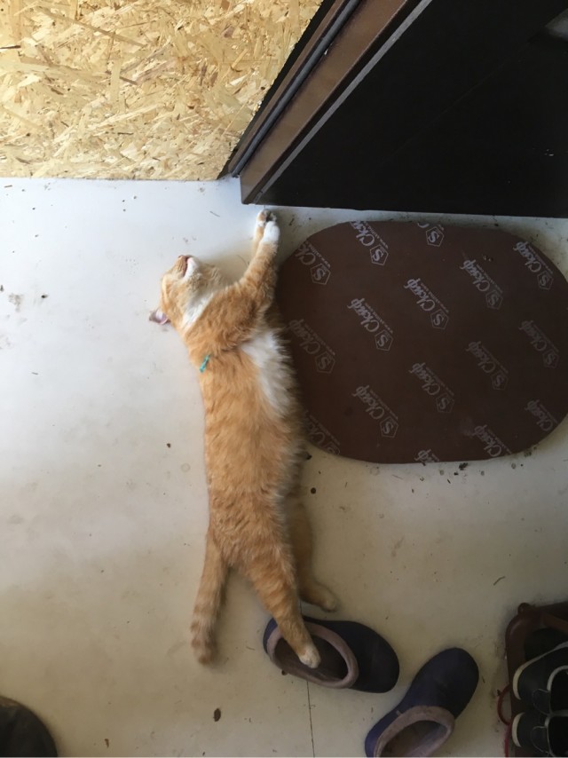 Котейка. Позитива пост. Эволюция?