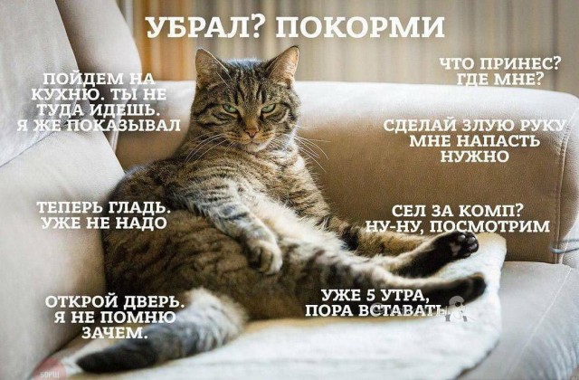 Когда слишком много времени в карантине и котов в доме. Доработка стола