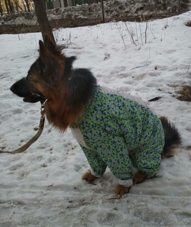 Немцы, смешные немцы