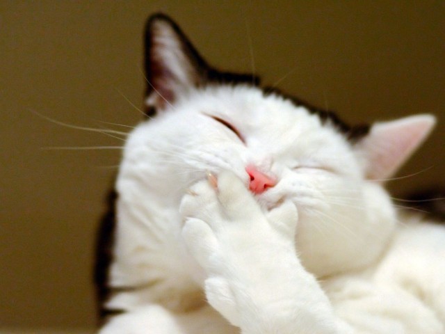 Смешные коты