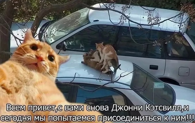 Приключения Джонни Кэтсвилла