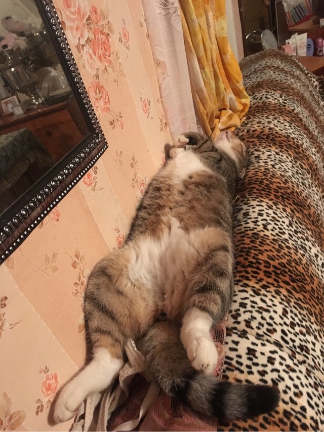 "Удоли!" Дурацкие фото котеек, которые они просили не показывать