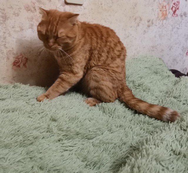 Почему котики топчут нас лапками