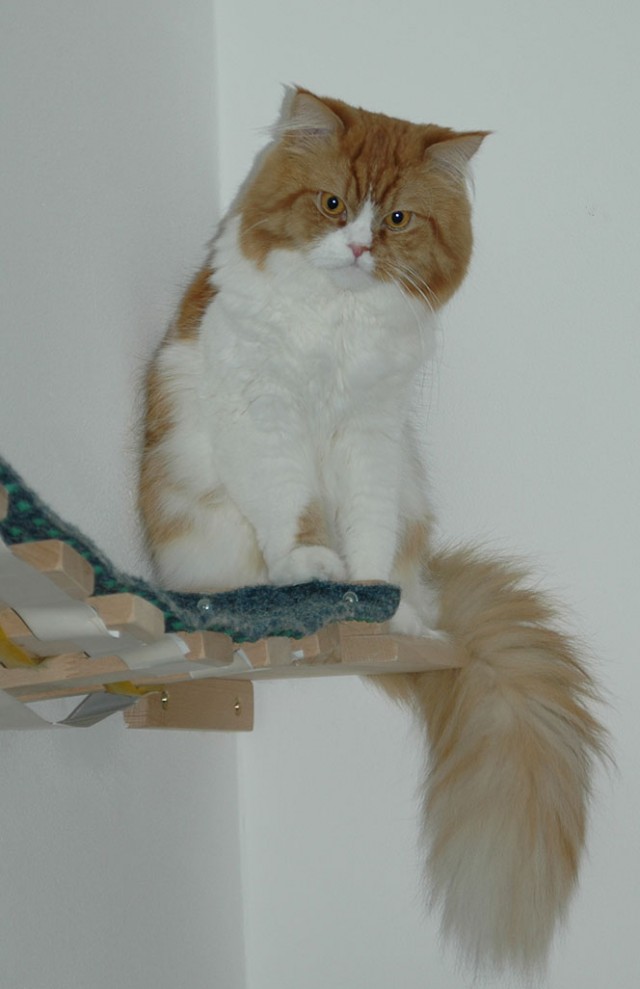 Кот, который не любит Новый год