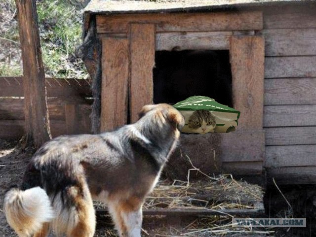 Фотожаба: Собака с Девушкой