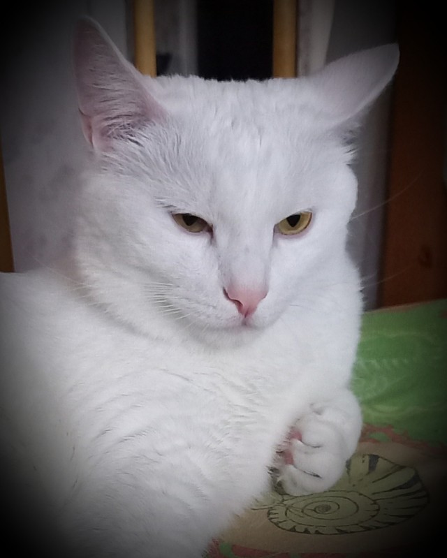 Котовторник. Добавляйте своих