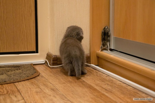 Пойграй с бурундуком