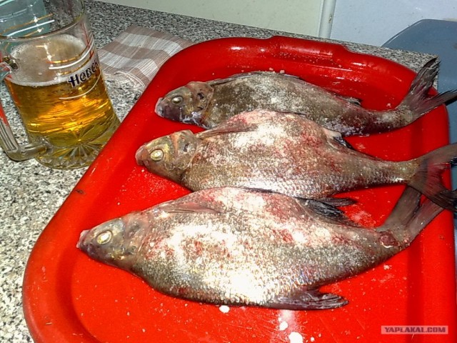 Все из рыбы!