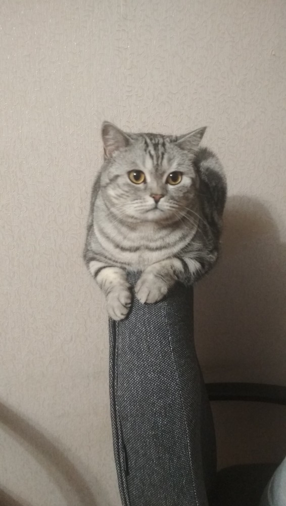 Котовторник 28.09.21