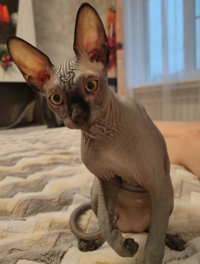 Котовторник 28.09.21