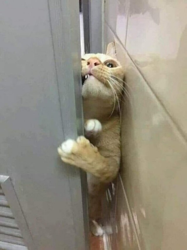 Котам начхать на вашу приватность