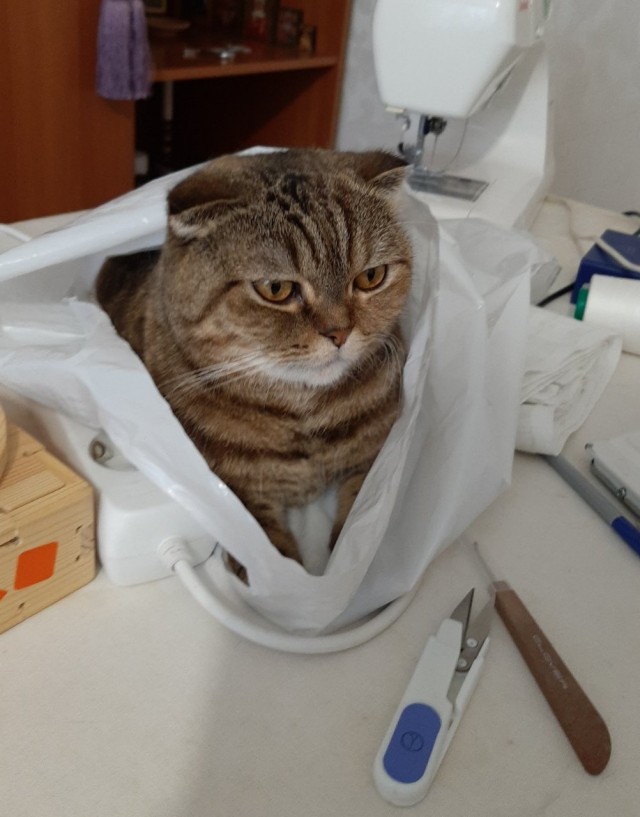 Котовторник так котовторник