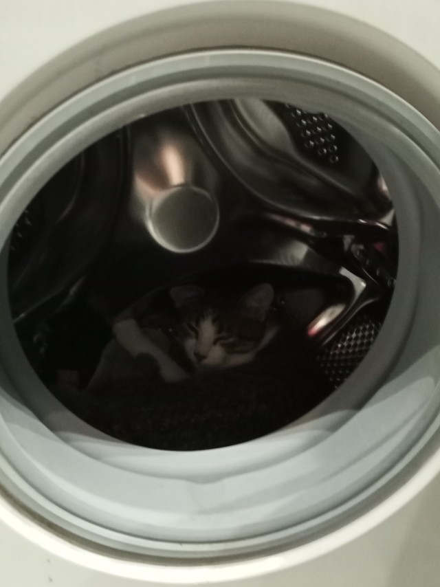 Котовторник 11.01.22