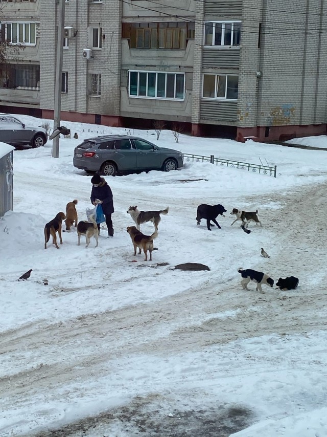 Стая бездомных собак напала на ребенка в центре Уфы