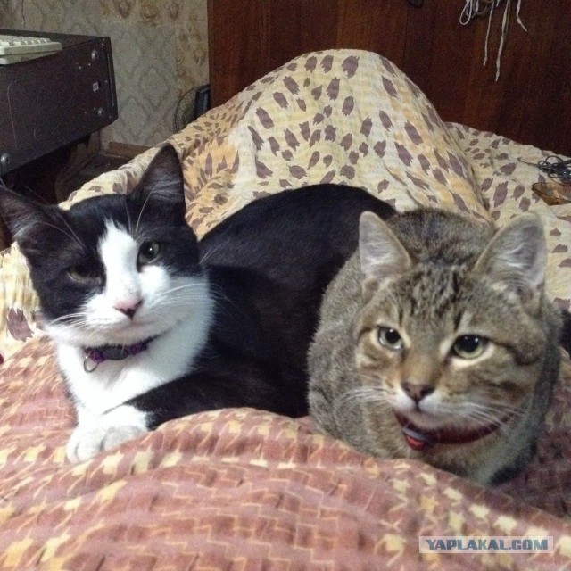 Котовторник. Картинки и буквы 08.02.22